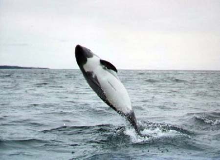 Delfines_hacia_Isla_Magdalena_Estrecho Magallanes